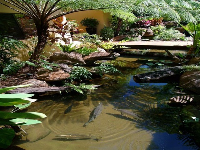My dream pond!!!